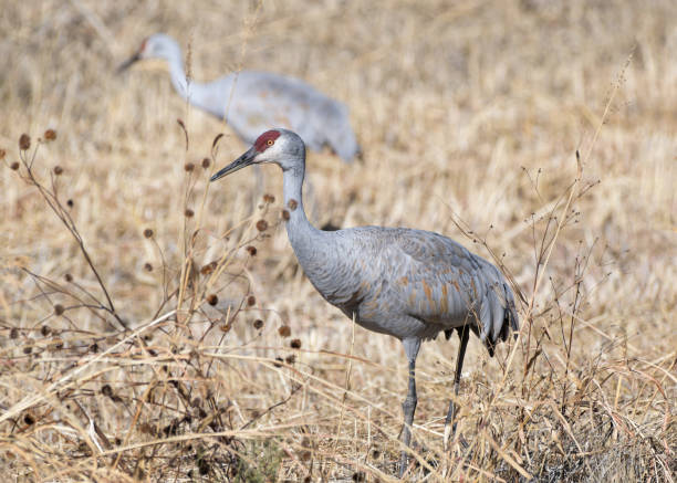 istock Migrating Greater Sandhill Cranes in Bosque del Apache, New Mexico. Cranes browsingg for food in the tall dry grass. 1842898025