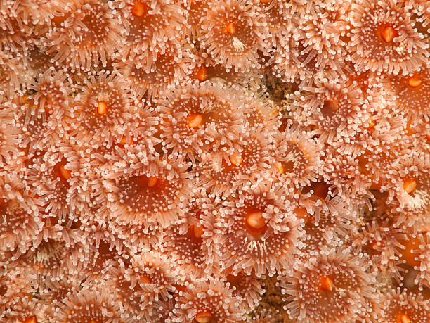 istock orange Jewel anemone - corynactis viridis 184289808