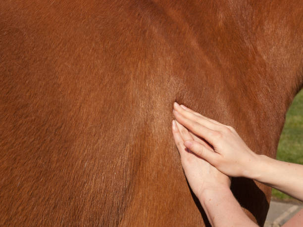 fisioterapia per un cavallo - muscolo animale foto e immagini stock