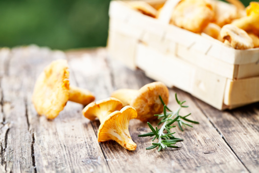 chanterelles, edible mushrooms, rosemary, and basket