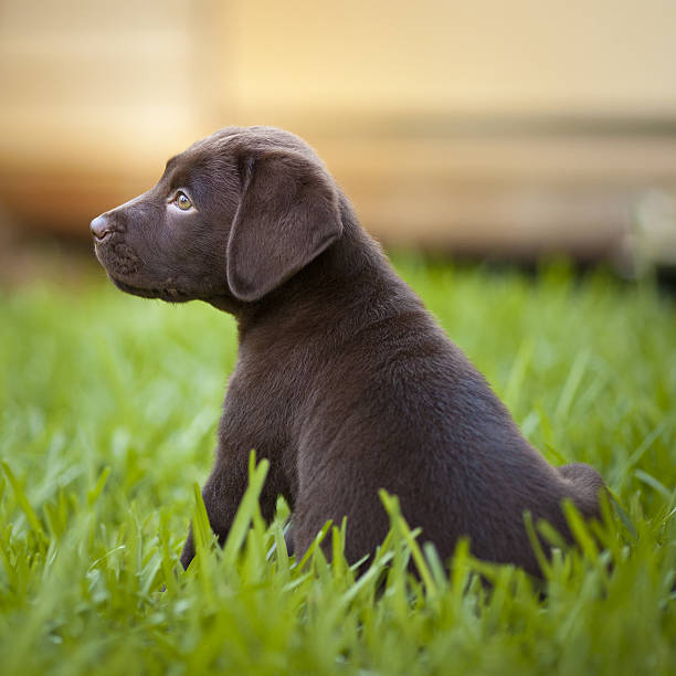 istock Labrador retriever chocolate puppy 184290146