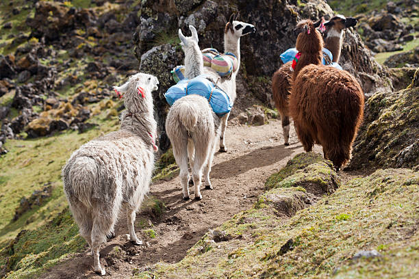 istock Llamas On The Inca Trail, Peru 184290183