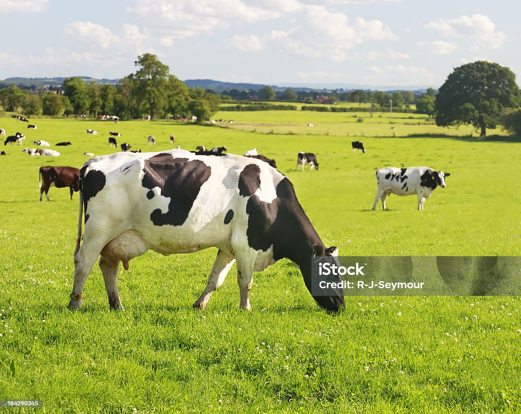 Kühe Grasen - Lizenzfrei Füttern Stock-Foto