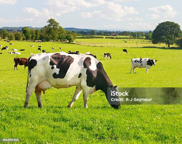 Pascolare Mucche - Fotografie stock e altre immagini di Bovino da latte - Bovino da latte, Nutrire, Mangiare