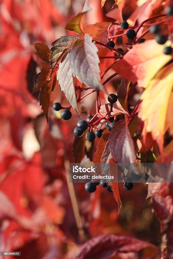 Wild wine Wild grapes in the sunlight. Autumn Stock Photo