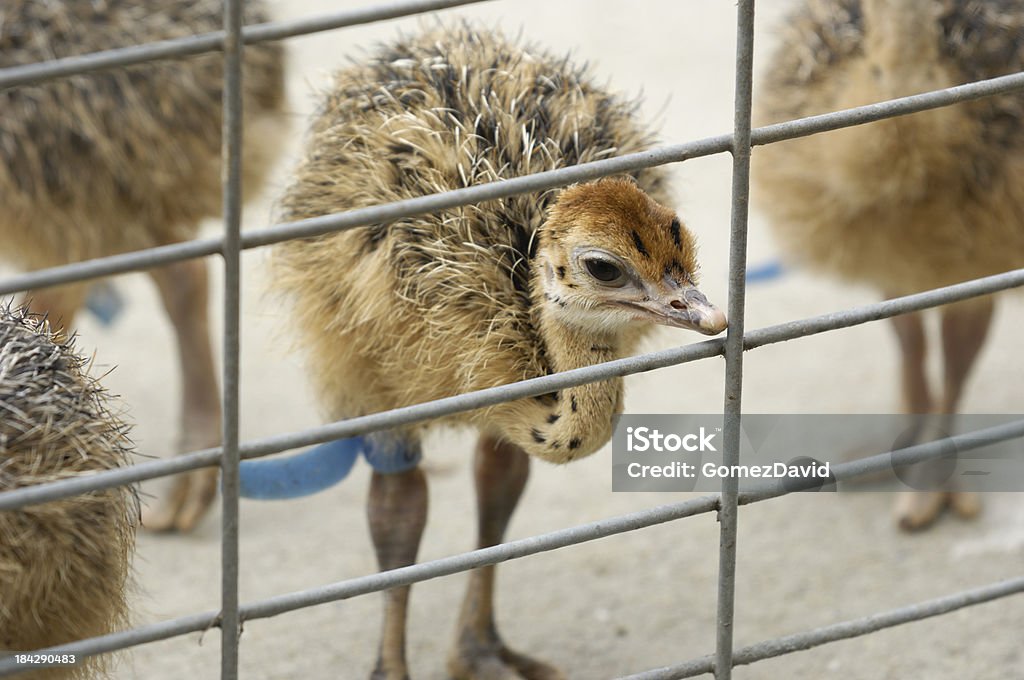 Primer plano de bebé pollos de avestruces - Foto de stock de Animal libre de derechos