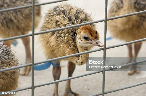 Primo Piano Del Bambino Di Struzzo Chicks - Fotografie stock e altre immagini di Animale - Animale, Animale in cattività, Becco