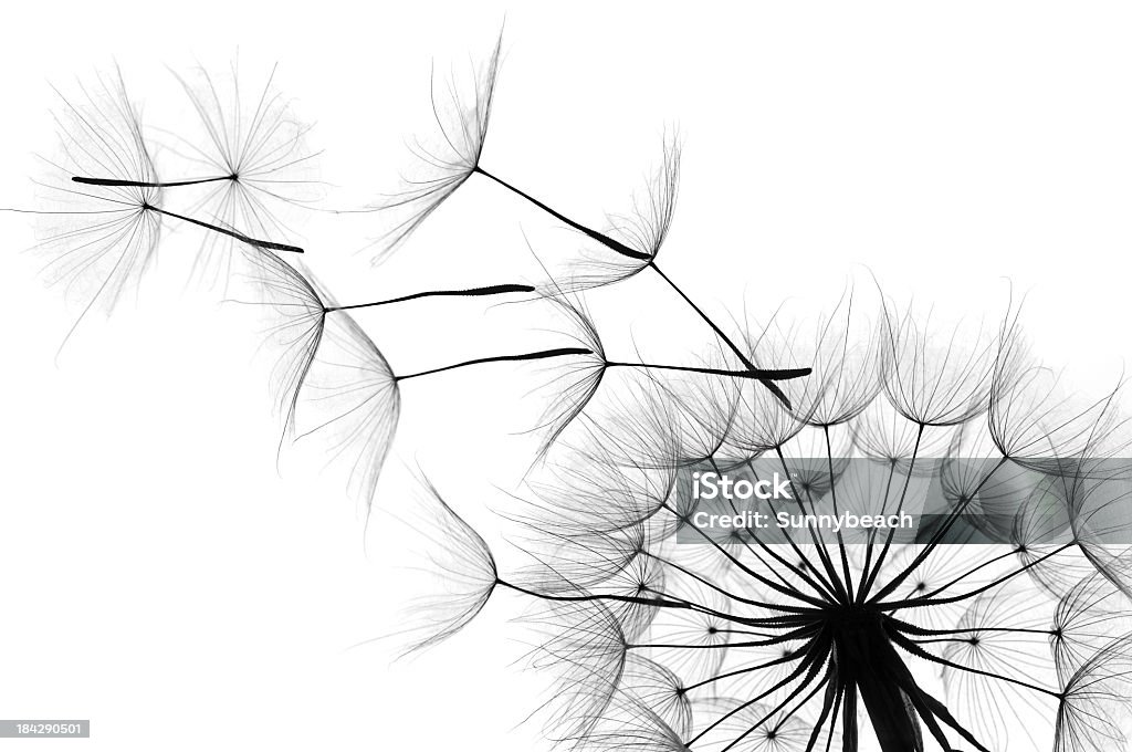 Close up of a dandelion as the wind blows in black and white Dandelion close-up on white background Dandelion Stock Photo