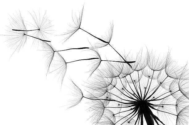 Close up of a dandelion as the wind blows in black and white Dandelion close-up on white background dandelion stock pictures, royalty-free photos & images