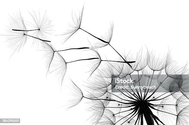 Close Up Of A Dandelion As The Wind Blows In Black And White Stock Photo - Download Image Now