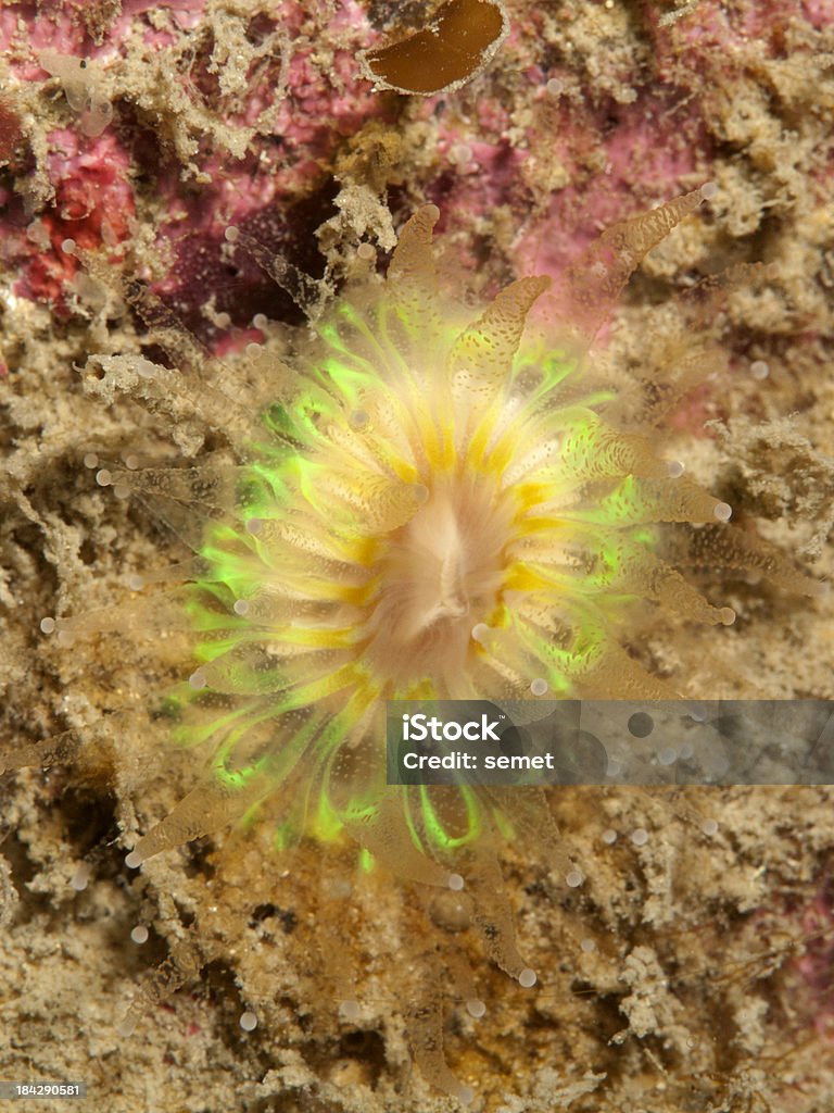 Devonshire cup coral-Caryophyllia smithii - Zbiór zdjęć royalty-free (Bez ludzi)