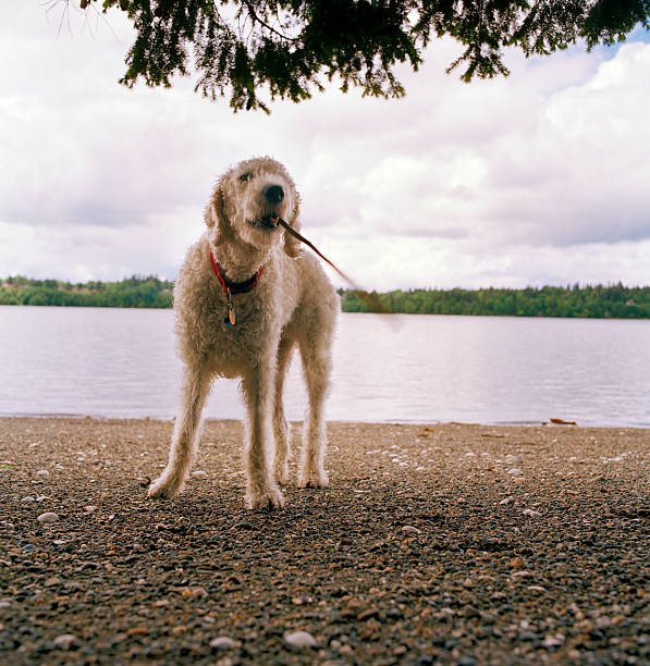istock Labradoodle on Puget Sound Shoreline 184290610