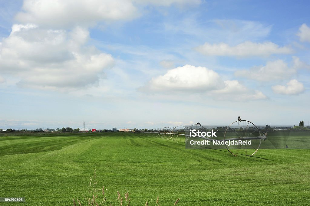 Wheel line irrigation system "A green field with a wheel line irrigation system, crows sitting on it" Agricultural Field Stock Photo