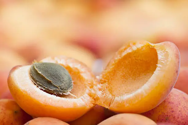 "Close up of a nice, juicy, ripe apricot with seed in it. Fruit and healthy lifestyle concept."