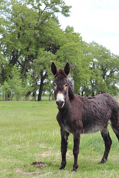 istock Donkey standing in treed pasture with ears up 184290755