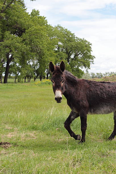 istock Donkey walking in treed pasture with ears up 184290758