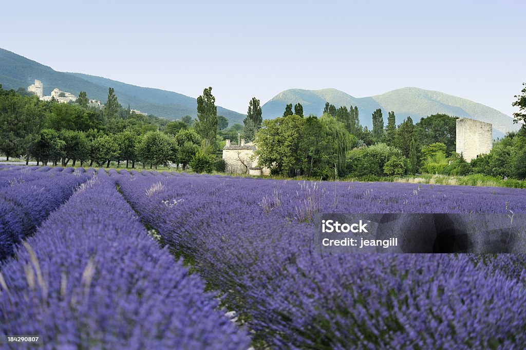 Champ de lavande en Provence, France - Photo de Lavande - Plante libre de droits