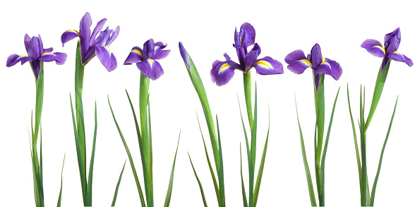 Blue iris on a white background.