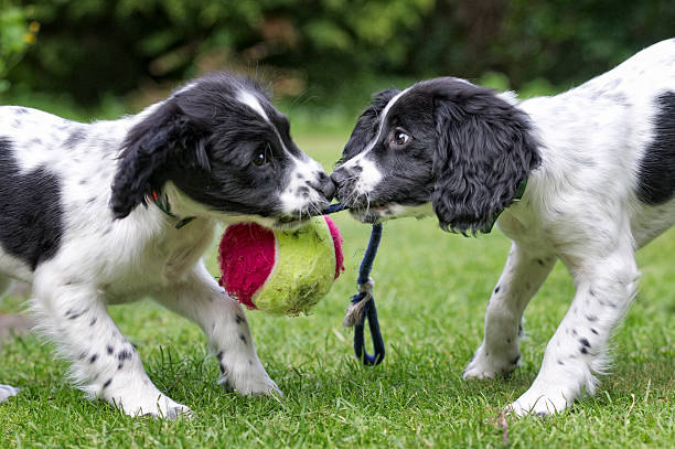 tug of war