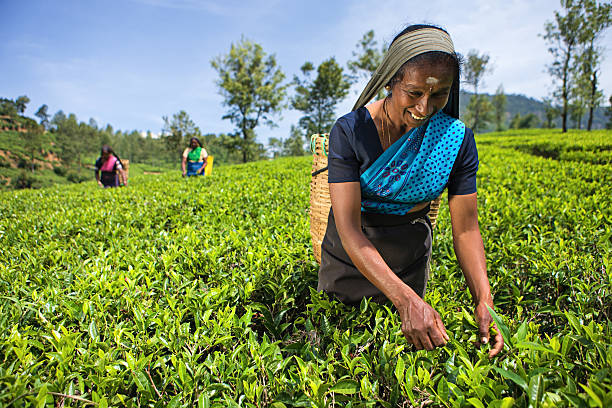 istock Tamil pickers plucking tea leaves on plantation 184291370