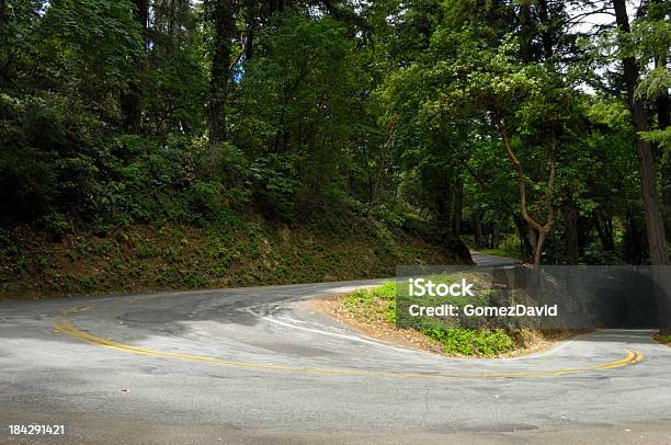 California Road Winding Through Madrone And Redwood Forest Stock Photo - Download Image Now