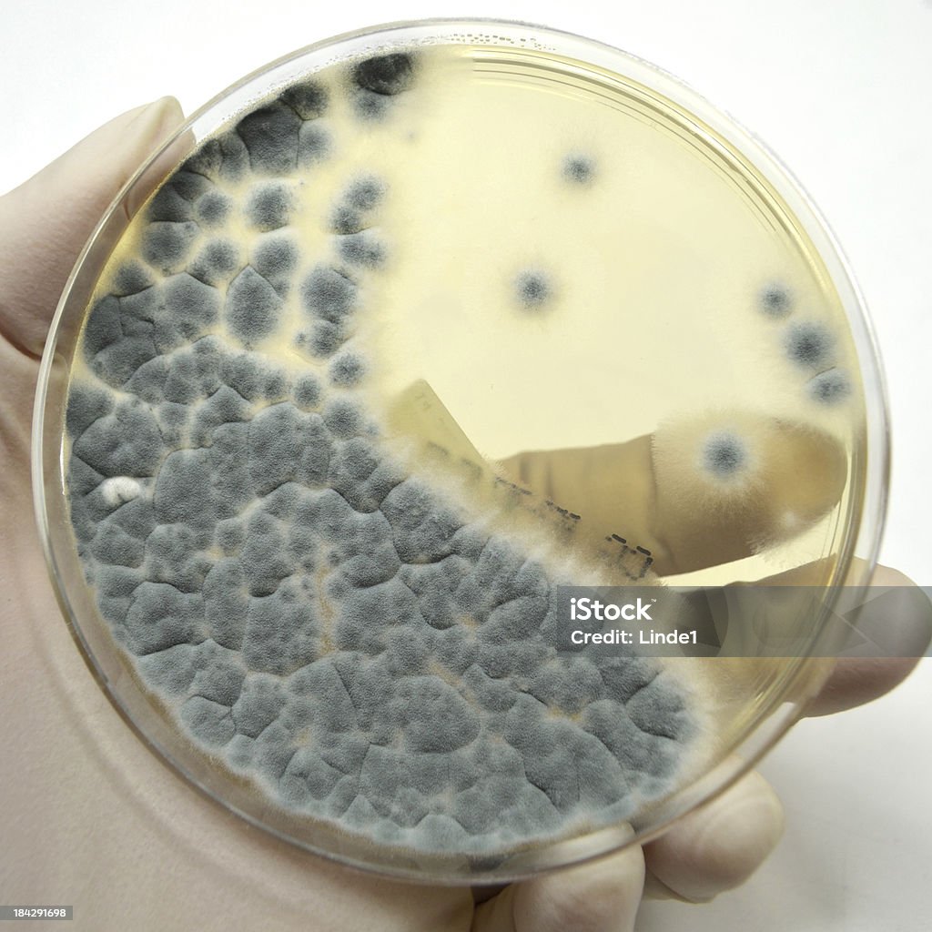 흑국곰팡이 - 로열티 프리 흑국곰팡이 스톡 사진