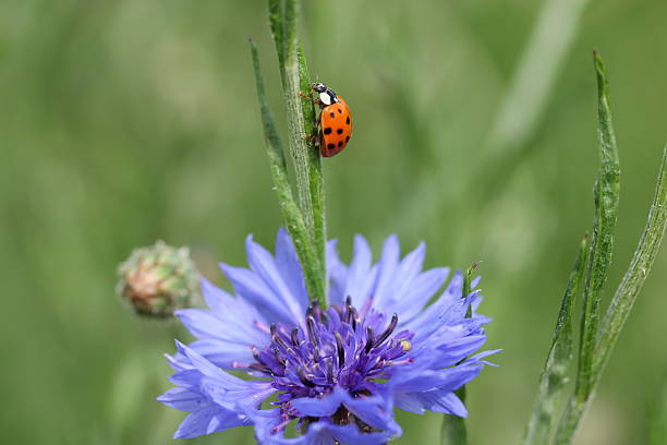 голубой василек (centaurea cyanus - meadow single flower bud cornflower стоковые фото и изображения