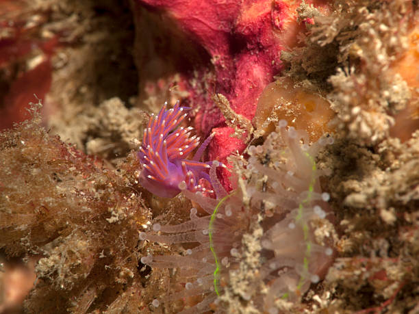 istock nudibranch - flablellina ischitana 184291757