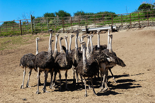 istock Ostrich Flock in Ranch Pen 184291828