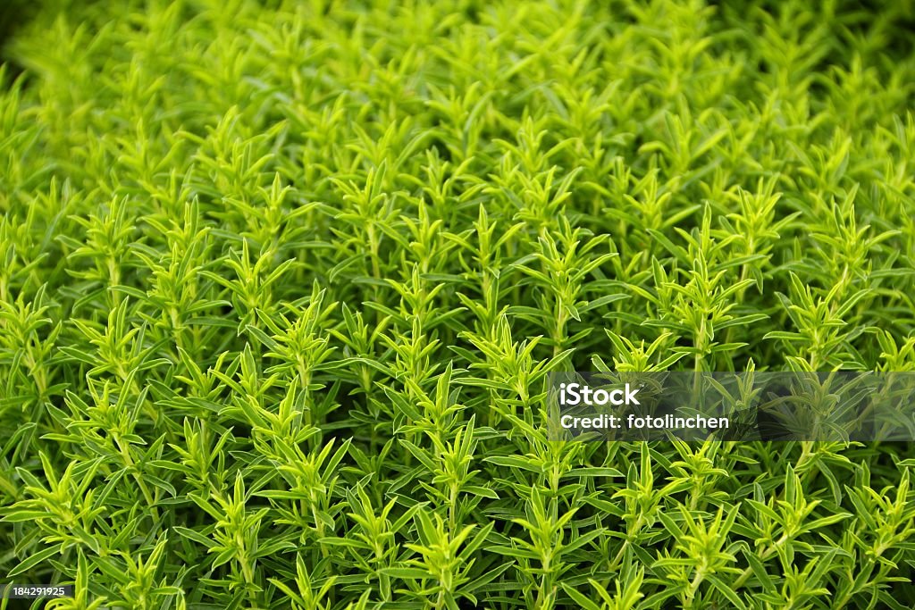 Pikante-Satureja montana - Lizenzfrei Winterbohnenkraut Stock-Foto