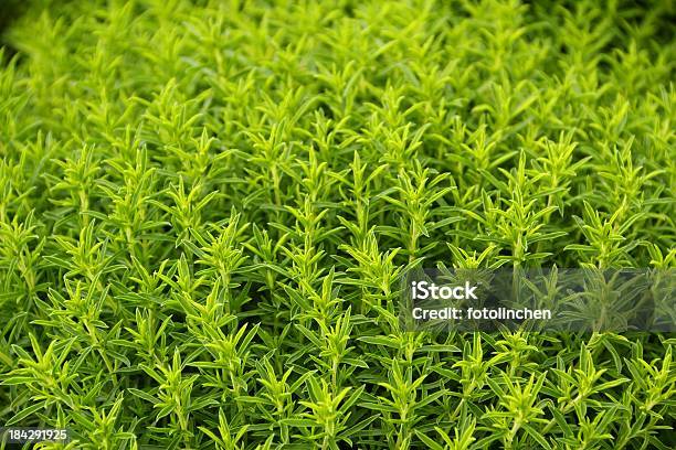 Pikantesatureja Montana Stockfoto und mehr Bilder von Winterbohnenkraut - Winterbohnenkraut, Blüte, Farbton