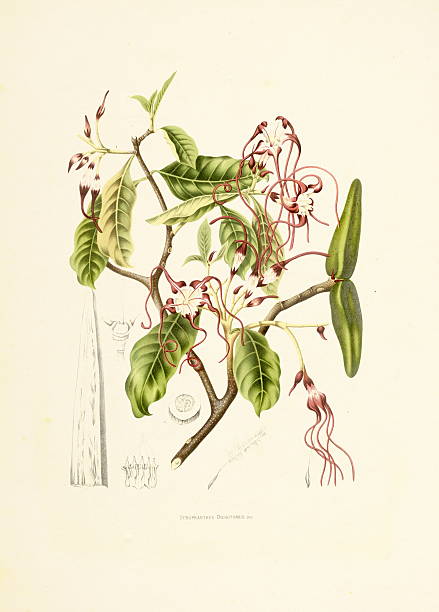 strophanthus dichotomus/античный plant иллюстрации - berthe hoola van nooten stock illustrations