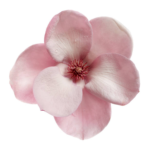 topview of a magnolia  isolated on white - magnolia bildbanksfoton och bilder