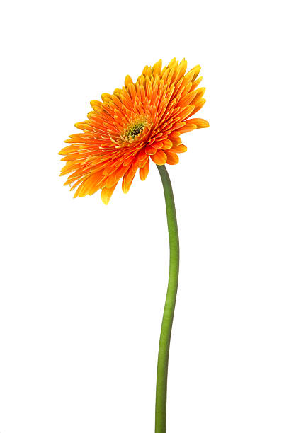 gerbera - flower single flower orange gerbera daisy fotografías e imágenes de stock