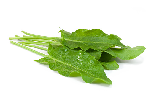 Sorrel leaf