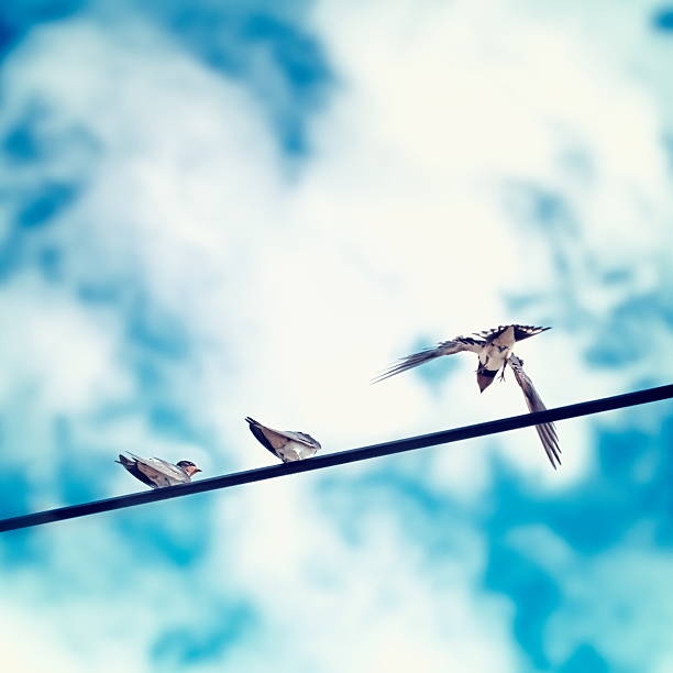 3 swallows in front of sky.