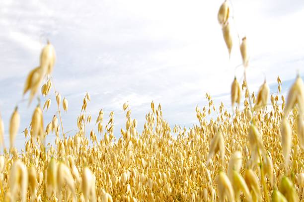 istock Field of Golden Oats 184292549