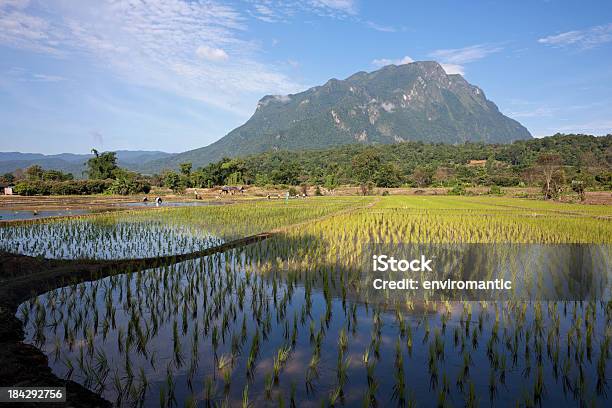 Semi Di Riso Appena Piantato A Paddy Campo - Fotografie stock e altre immagini di Acqua - Acqua, Agricoltura, Agricoltura biologica