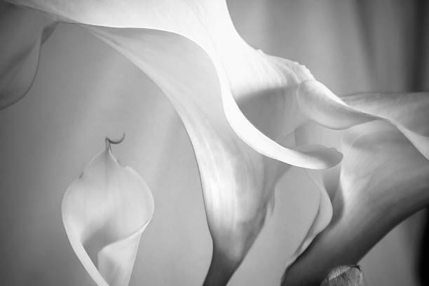 Lilies in Black and White Sultry curves of white lilies lily photos stock pictures, royalty-free photos & images