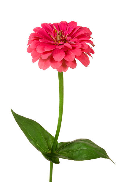 цинния - isolated spring red flower стоковые фото и изображения