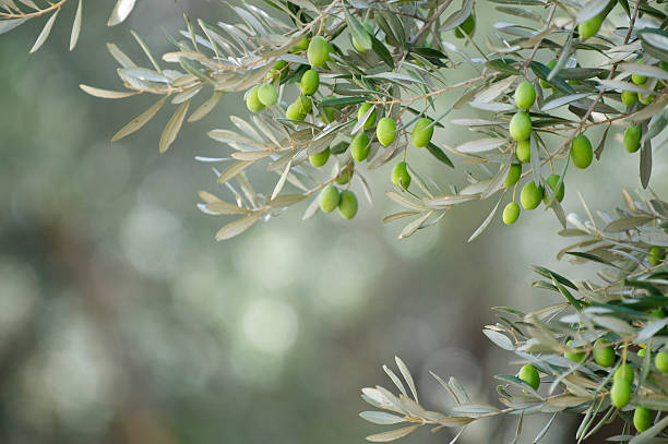 young green olives hang on branches - olijfblad stockfoto's en -beelden