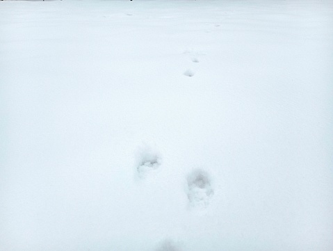 Tracks of a hare on white fresh snow in a field in winter. Animal tracks in the snow.