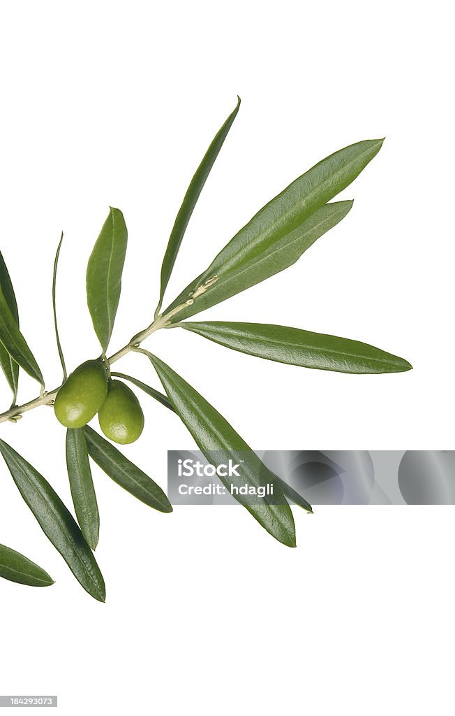 Olive Branch - Lizenzfrei Olivenbaum Stock-Foto