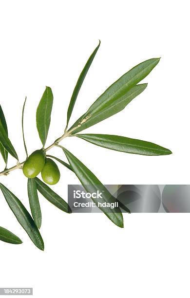 Olive Branch Stockfoto und mehr Bilder von Olivenbaum - Olivenbaum, Weißer Hintergrund, Olivenzweig