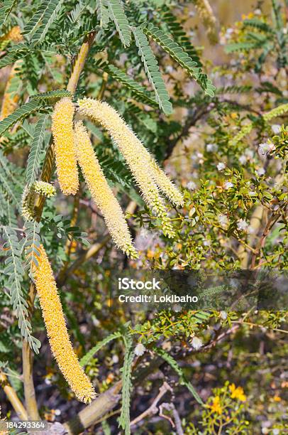 Mesquite In Bloom Stockfoto und mehr Bilder von Arizona - Arizona, Blume, Blüte