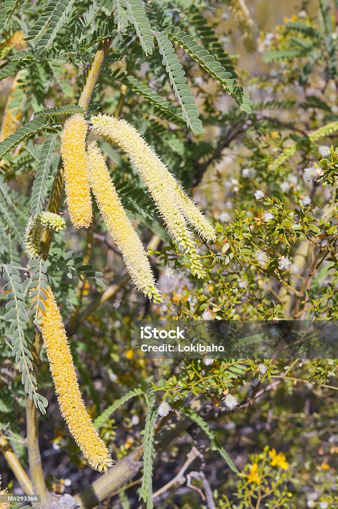 Mesquite em Bloom - Royalty-free Algarobeira Foto de stock