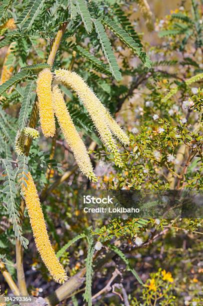 Mesquite Em Bloom - Fotografias de stock e mais imagens de Algarobeira - Algarobeira, Amarelo, Ao Ar Livre