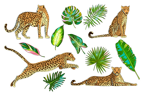 Set with animals and tropical leaves. Different poses of a leopard, jaguar or cheetah. Palm leaves, banana leaves, monstera, Calathea Triostar, Philodendron, dieffenbachia, alocasia. Vector. Cartoon.