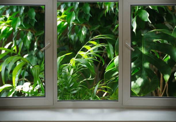 Palm tree on the outside from window