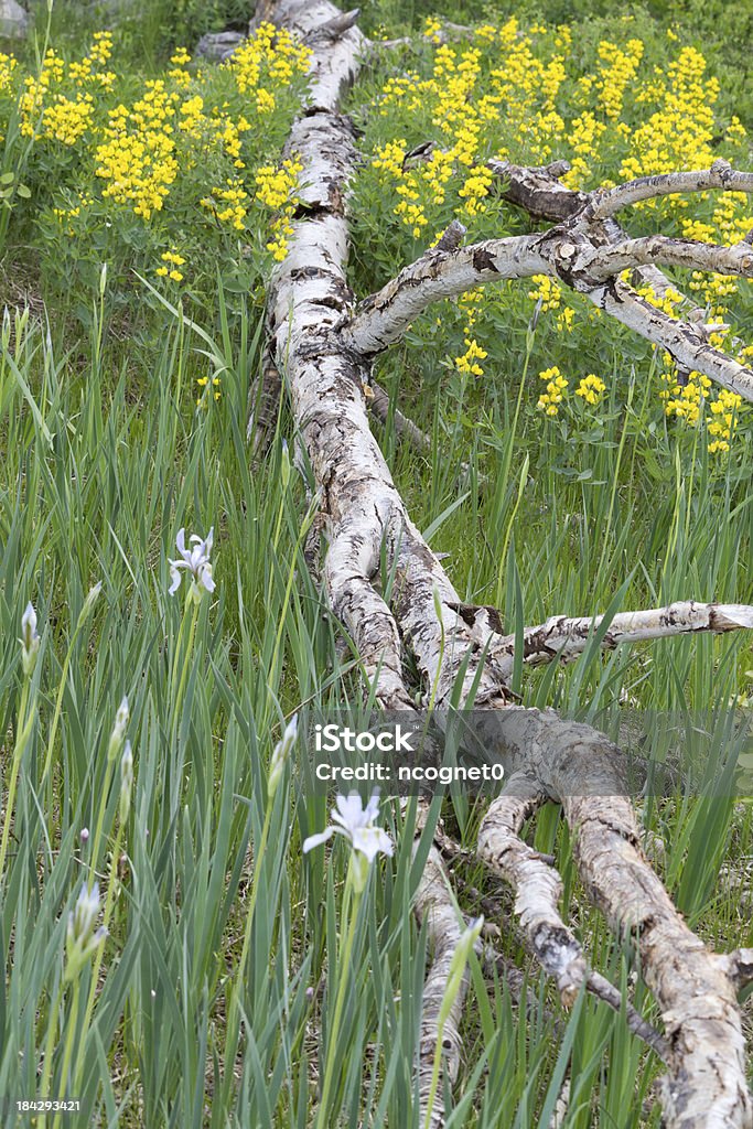 aspen albero morto tra i fiori di campo - Foto stock royalty-free di Ambientazione esterna